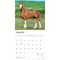 Clydesdales | 2026 12 x 24 Inch (Hanging) Monthly Square Wall Calendar | Plastic-Free